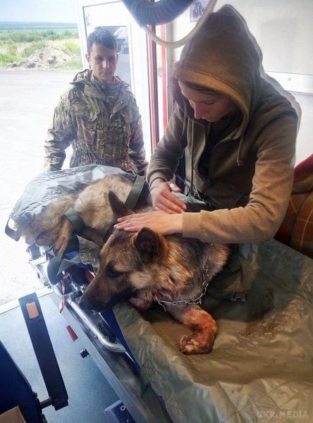 Пес Рекс, який врятував життя бійців АТО, зворушив соцмережі. Пес Рекс, який врятував двох бійців АТО на Донбасі, прикривши їх собою..