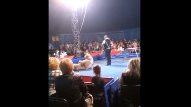 У Білій Церкві ведмідь в цирку напав на глядачів. У Білій Церкві в Київській області ведмідь напав на глядачів під час виступу в цирку Circus on Ice