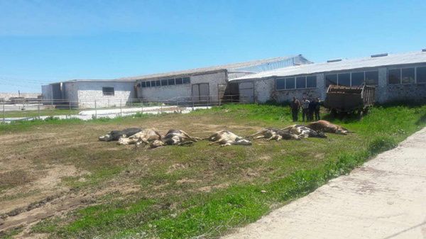  На Хмельниччині зловмисники жорстоко вбили сотню корів - насипали отрути. Практично за півдоби загинуло більше сотні тварин, а збитки перевалили вже за два мільйони гривень