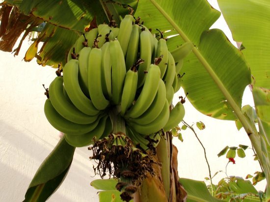 Вчені передрекли повне зникнення бананів і кави з Землі. Вчені б'ють на сполох. За їх твердженнями, така екологічна проблема як глобальне потепління викличе на планеті зникнення деяких продуктів. Серед них – банани, кава і виноград.