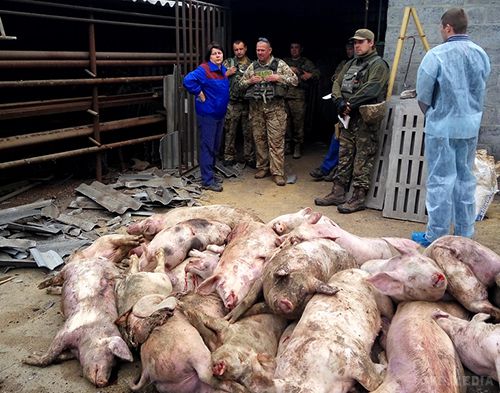 Бойовики на Донбасі атакували свиней. Бойовики обстріляли сільгосппідприємства "Бахмутського аграрного союзу".