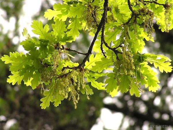  Народні прикмети і змови 31 травня 2017. 31 травня за народним календарем: Федот-вівсяник, овсяник, сівши вівса, сім дів.