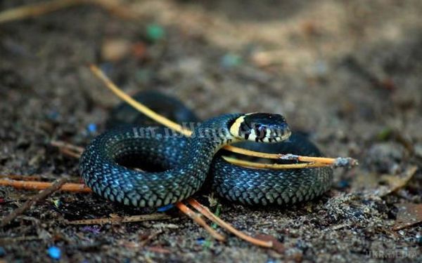 Змія-канібал заглотила родича (відео). змія-«канібал» цілком заглотила свого родича — червоподібну змію.