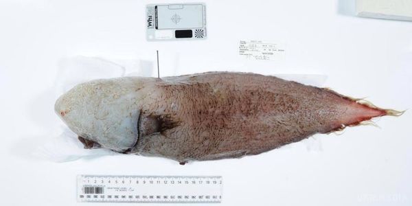 Вчені зловили рибу без очей, яка вважалася вже вимерлим. Останній раз незвичайна істота потрапляла на очі дослідникам в 1870 роках в Кораловому морі поблизу Папуа — Нової Гвінеї.