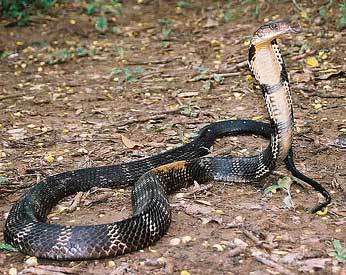  Поєдинок, який відбувся на природі між королівською коброю і сітчастим пітоном(відео). А ви бачили двобій двох страшних змій?