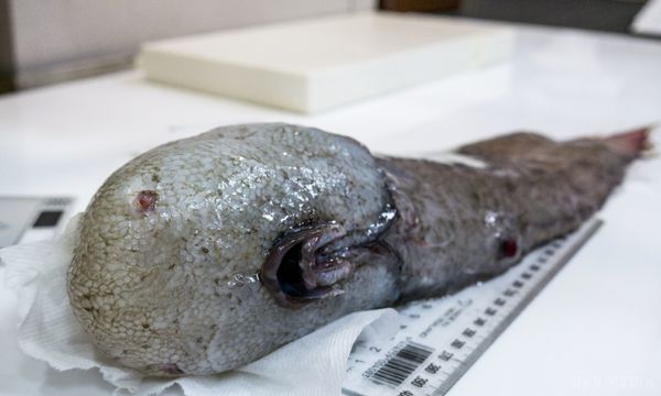 В Австралії знайшли загадкове морське чудовисько (фото). Вчені не можуть зрозуміти, з чим вони зіткнулися в глибинах Тасманового моря.