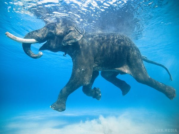Слоненя в акваріумі: шалений успіх у глядачів. Зоопарк Khao Kheow Open Zoo у Таїланді пропонує глядачам спостерігати, як слоненя разом із наглядачем пірнає в басейні.