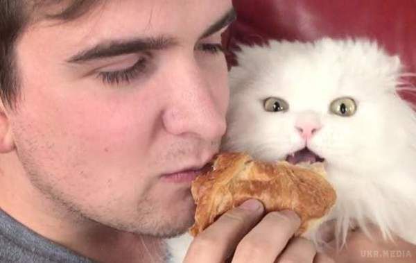 Кіт який поїдає круасан "підірвав" Мережу (Відео). Відео з твариною за кілька днів набрала майже 130 тисяч переглядів.