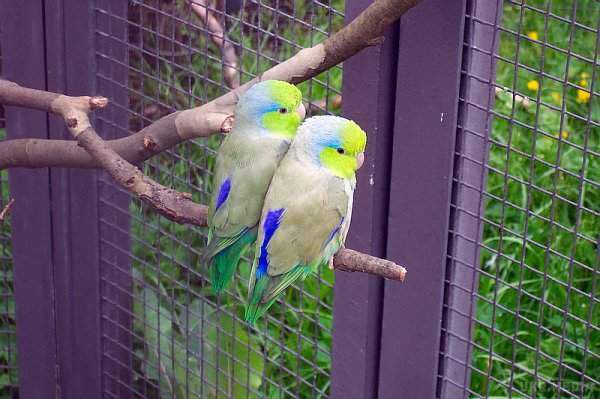 Вчені зробили сенсаційне відкриття про папуг. Папуги, подібно людям, дають імена своїм пташенятам.