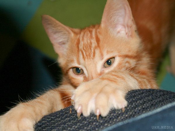 Вчені: Кішкам не можна видаляти кігті. Американські вчені розповіли, чому не можна обрізати кішкам кігті.