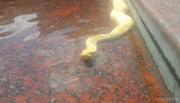 В Одесі в фонтані плавав пітон. Одесит випустив двометрову змію в фонтан на Грецькій площі, щоб вона освіжилася

