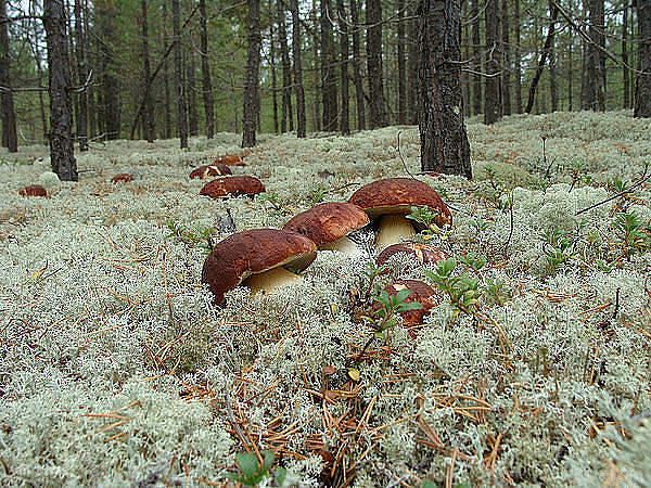 NASA пояснило, для чого використовує гриби з Чорнобиля. Експерти NASA вважають, що компоненти грибів, які ростуть в Чорнобилі, зможуть захистити космічних мандрівників від згубного впливу ультрафіолетових променів. Фахівці вже приступили до розробки «протизагарного крему» для майбутніх марсіанських колоністів.

