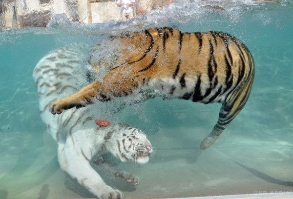 Дітям краще не дивитися: Співробітники зоопарку в Китаї згодували тигрів живим ослом(відео). Жахливу затію влаштували співробітники одного із зоопарків у Китаї. 