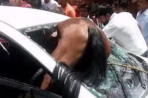 В Індії кінь пробив лобове скло і застряг в автомобілі. Відео. Перед тим як пробити лобове скло, кінь зіткнувся з мотоциклістом.