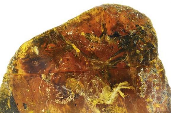 Вчені знайшли у бурштині пташеня віком 100 млн років. Китайські палеонтологи знайшли в М'янмі пташеня викопного птаха, який застиг у бурштині