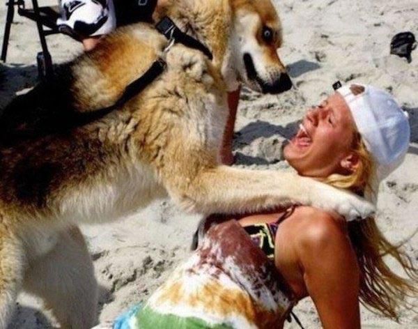 Сміховинні докази того, що тварини ненавидять жінок!!!. Тварини  абсолютно точно недолюблюють жінок з незрозумілих причин.