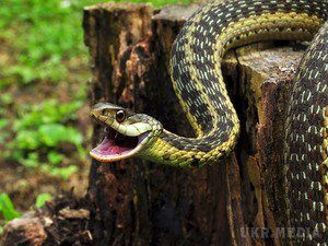 Народні прикмети 12 червня 2017. 12 червня за народним календарем Ісаакій-змійовик, змійовик, зміїне свято.
