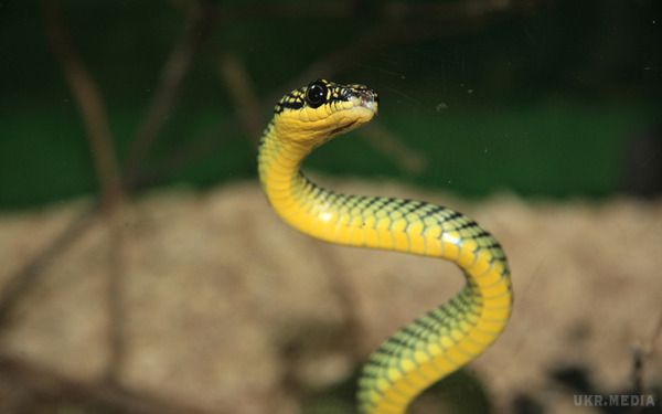 12 червня - Ісаак змійовик (що потрібно знати про зміїний укус: захист і перша допомога). «За Федосією Ісаак, виповзає з нір гад всякий».