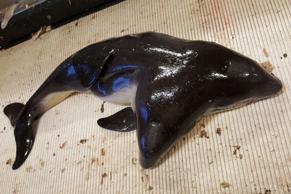 Біля берегів Нідерландів рибалки зловили дельфіна з двома головами. Голландські рибалки випадково зловили в Північному морі двоголового дельфіна виду морська свиня, але викинули його, після того як він помер.