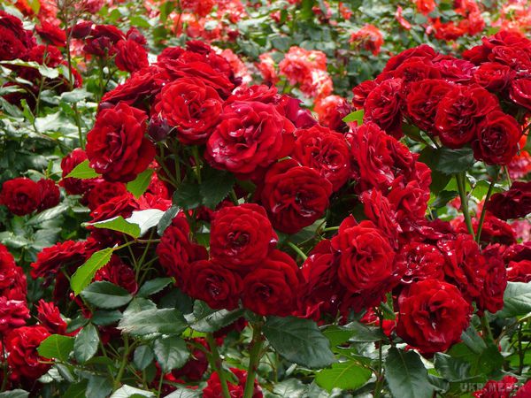 Три способи врятувати троянди від попелиці. У дуже багатьох цікавить питання, як позбутися від шкідників. 