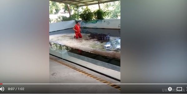 На шоу крокодилів в Таїланді рептилія мало не відірвала голову укротителю. Це відео точно не для слабкодухих.
