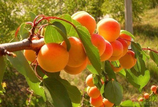 Ось що робити, щоб зростав абрикос!. Абрикос – дерево, що дає соковиті, солодкі і смачні плоди.