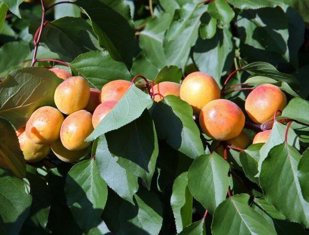 Ось що робити, щоб зростав абрикос!. Абрикос – дерево, що дає соковиті, солодкі і смачні плоди.
