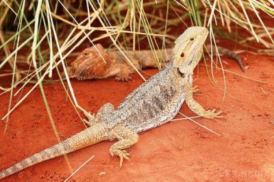 Вченим вдалося з'ясувати, як ящірки-самці перетворюються в самок. Австралійські вчені змогли з'ясувати, як самці бородатих ящірок превращаюся у самок.