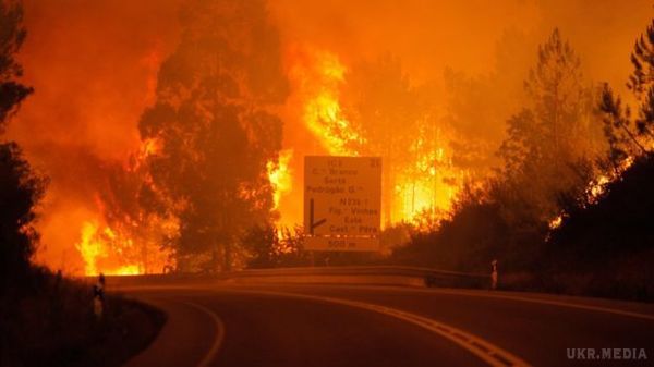 Жертвами потужних лісових пожеж стали десятки португальців: люди гинули просто в автівках. Вогонь вирує в центральній частині Португалії.