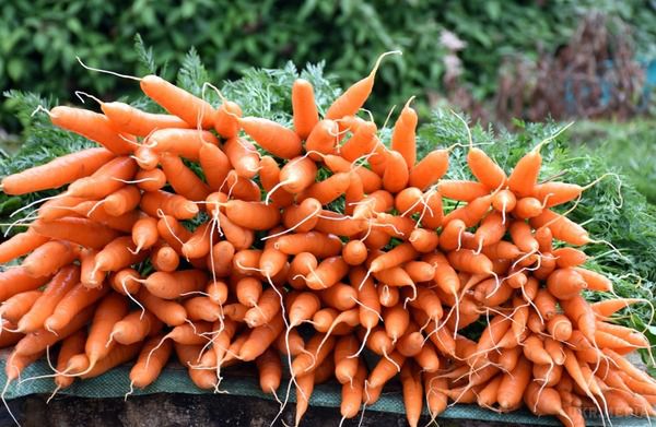 Медики розповіли чи дійсно морква покращує зір. Багато хто вважає, що можна поліпшити зір і навіть навчитися бачити в повній темряві, якщо їсти багато моркви.
