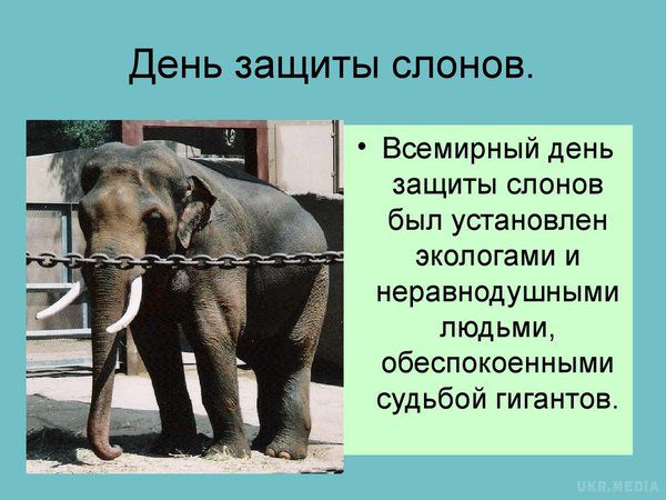 Всесвітній день захисту слонів в зоопарках. Слони - найбільші величні тварини сучасності.