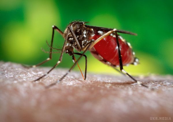 Вчені з'ясували, кого люблять кусати комарі. Вчені з Університету Каліфорнії в Девісі вивчили 1300 нюхових рецепторів комарів і з'ясували, що вони обирають собі жертву за запахом і складу крові, 