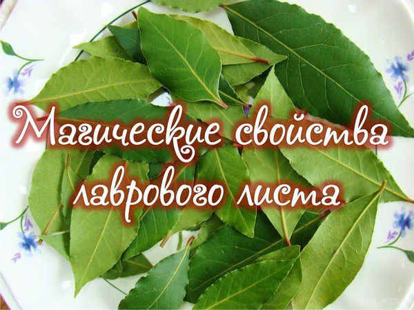 Запах неймовірної свіжості і чистоти! Підпали лавровий лист в своєму будинку. Підпали лавровий лист в будинку і спостерігай за тим, що станеться через 10 хвилин!