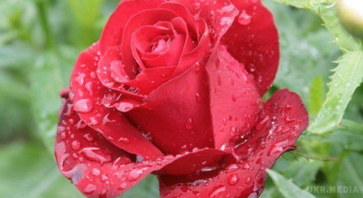 Простий засіб для здоров'я троянд. Це цікаво.  Отриманим розчином обприскуйте троянди кожні 7-10 днів.