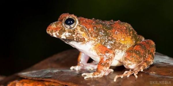 Вчені виявили новий вид жаб носатих. За останні десять років у Західних Гатах виявили ряд нових видів жаб.