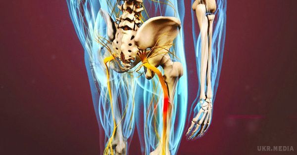 Розблокуй сідничний нерв: роби ці 2 прості вправи, щоб позбутися від болю (фото). Сідничний нерв є найбільшим з усіх нервів нашого тіла.