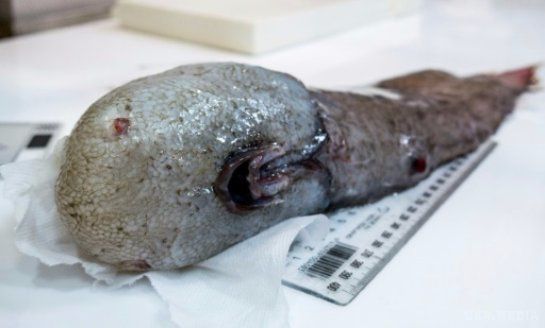Моторошне Тасмановt море: вчені спіймали «безлике» чудовисько. Дослідники зловили дивну істоту у глибинах Тасманового моря. 