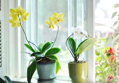 Дотримуйся ці 9 правил і твоя орхідея буде цвісти цілий рік. Дивлячись на квітучу орхідею, багато квітникарі навіть не замислюються, купувати цю незвичайну рослину чи ні.