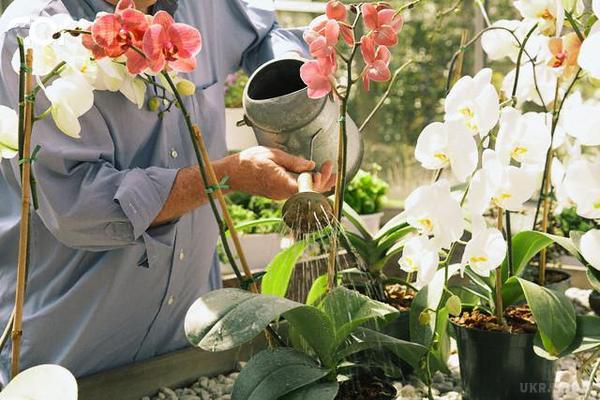 Дотримуйся ці 9 правил і твоя орхідея буде цвісти цілий рік. Дивлячись на квітучу орхідею, багато квітникарі навіть не замислюються, купувати цю незвичайну рослину чи ні.