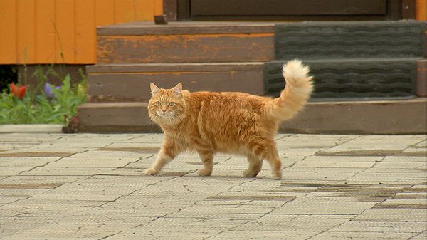 У столиці заборонили вилов дворових котів. Коти "в законі".