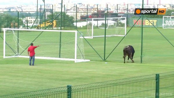 Хохма дня: Корова, собака перервали футбольний матч у Болгарії - відео епічно курйозу. Ніхто з футболістів або персоналу не ризикнув прогнати тварин з поля.