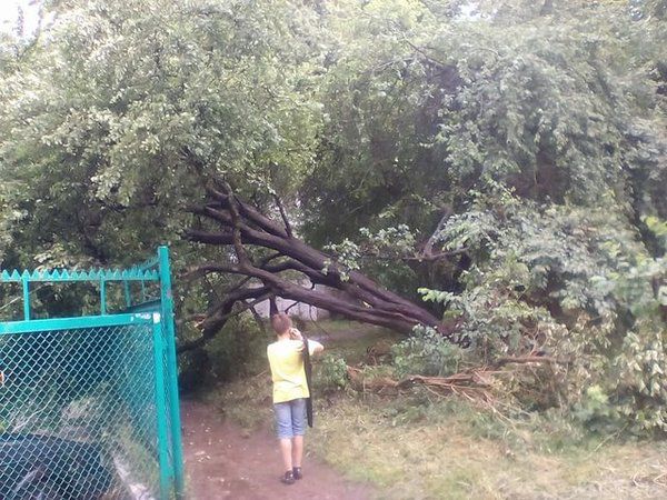 Моторошні наслідки грози у Львові. Повалені дерева і обірвані дроти.