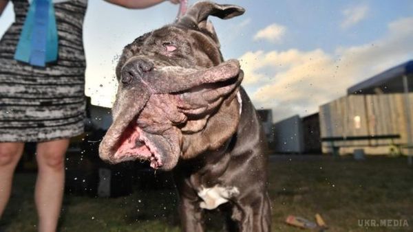 У Каліфорнії обрали найбридкішу собаку світу (фото). Переможиця та її власниця Ширлі Цинтлер отримали приз - 1500 доларів.