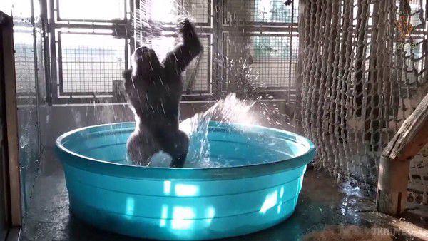 Горила на ім'я Зола викликала справжній фурор в мережі. Знаменита горила-танцюристка вразила новим танком.