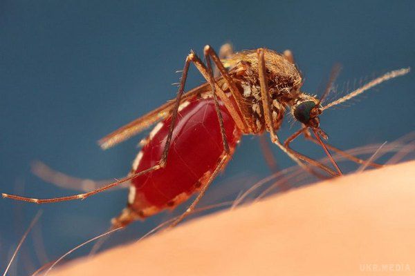 Кого комарі найбільше люблять  і що вважають своїм делікатесом. Несподівані фактори, що збільшують ваші шанси бути покусаним. 