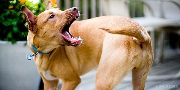 Фахівці зробили сенсаційне відкриття про собак. Гонитва собаки за хвостом може означати розлад психіки.