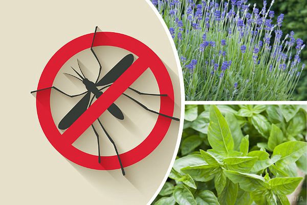 5 рослин, які позбавлять від комарів. Кущик запашної лаванди в квітковому горщику допоможе вам краще електромухобойки в боротьбі з комахами летючими.