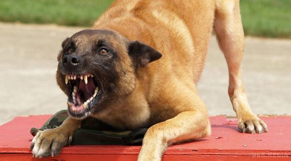 Прийоми, які врятують тебе за напад скаженого пса -  запам'ятай раз і назавжди!. На вулицях можна зустріти величезну кількість бездомних собак .