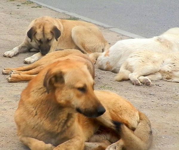  Прийоми, які врятують тебе за напад скаженого пса -  запам'ятай раз і назавжди!. На вулицях можна зустріти величезну кількість бездомних собак .