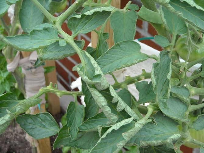 Спричини розкручування листя на томатних рослинах